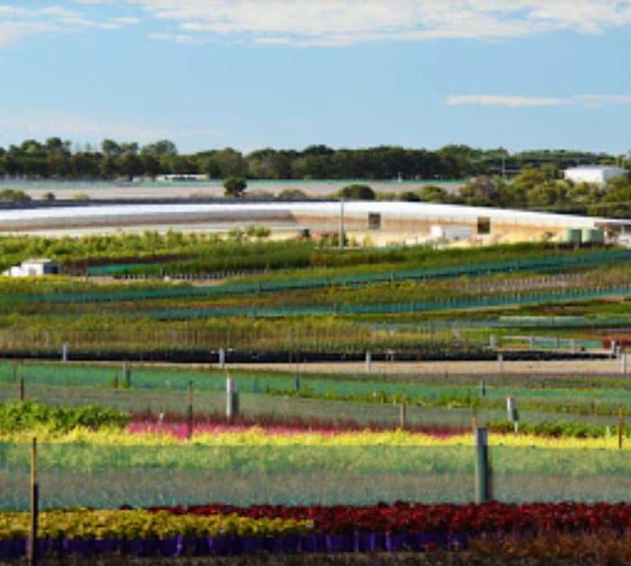 Benara Nurseries Carabooda