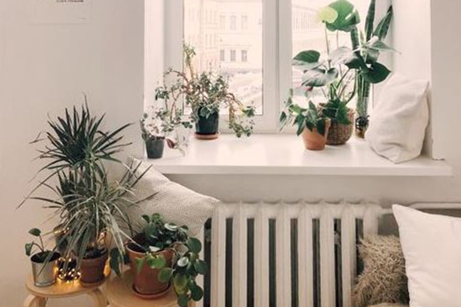 millenials love house plants