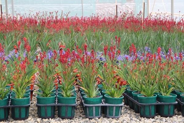 kangaroo paws