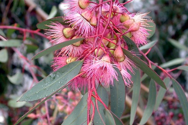 red flowering bark 1