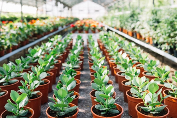 seedling in greenhouse