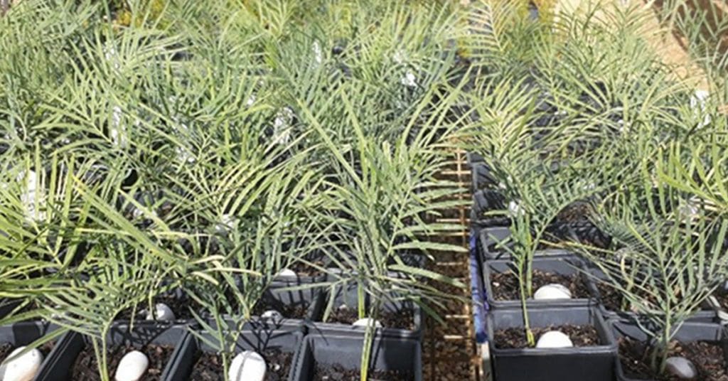 Natural Area Consulting Management Services