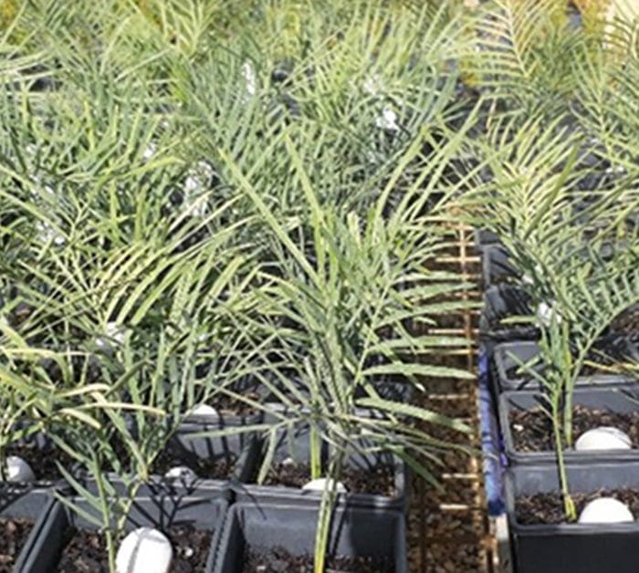 Natural Area Consulting Management Services