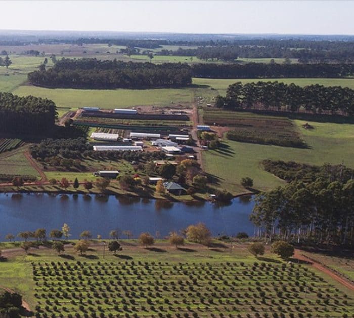 Olea Nurseries Pty Ltd