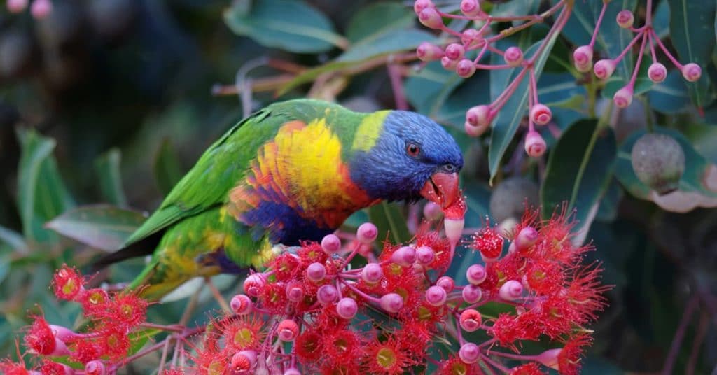 Serpentine Plant Farm