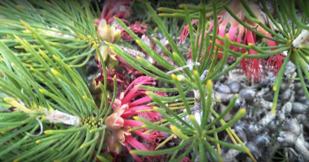 Geographe Community Landcare Nursery