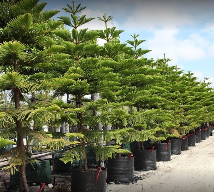 Benara Nurseries Forrestdale