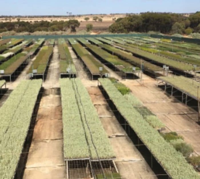 Chatfield’s Tree Farm