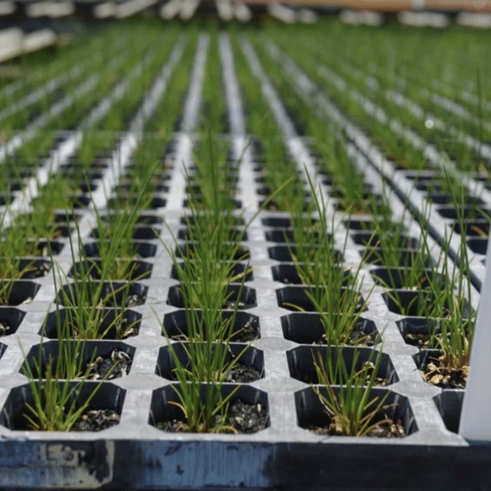 Forrest Nursery Select Seedlings