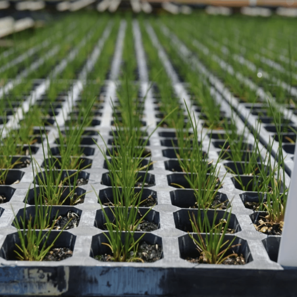 Forrest Nursery Select Seedlings