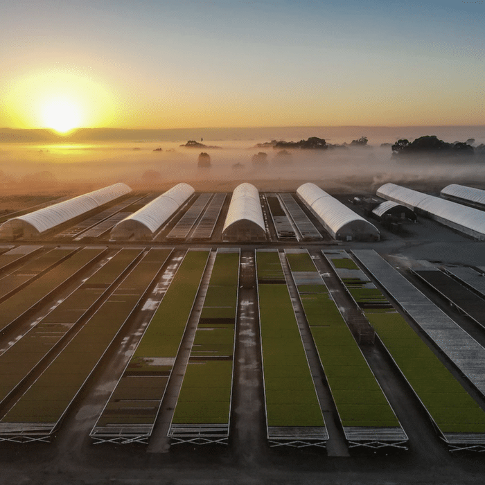 The Seedling Factory