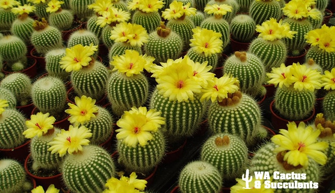 WA Cactus & Succulents