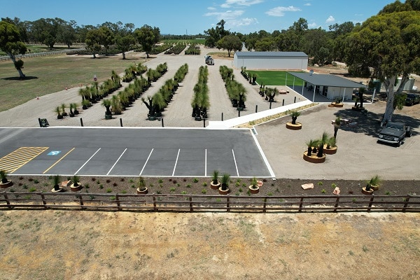 Grass Trees Australia