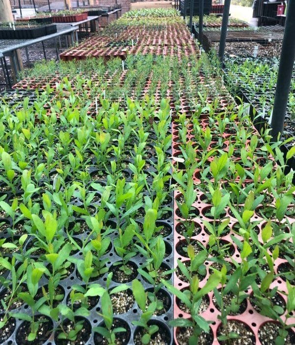 Bridgetown Community Landcare Nursery