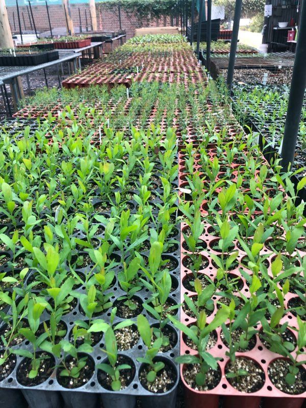 Bridgetown Community Landcare Nursery