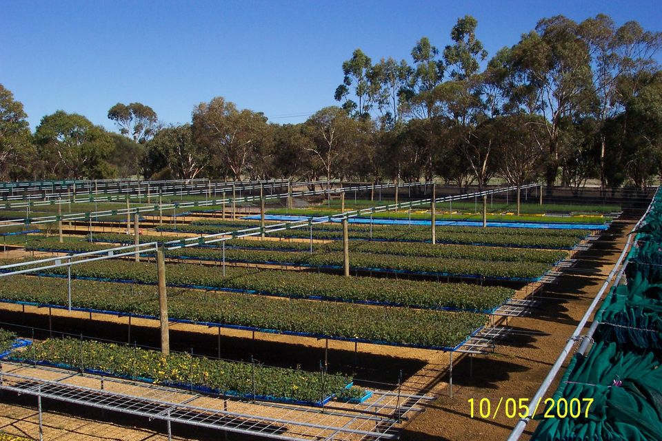 Blyth Tree Farm