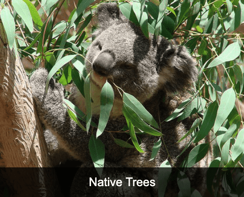 Instant Tree Nursery