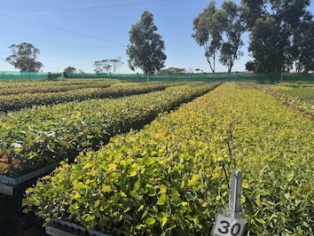 WESTGROW FARM TREES IMG 1611