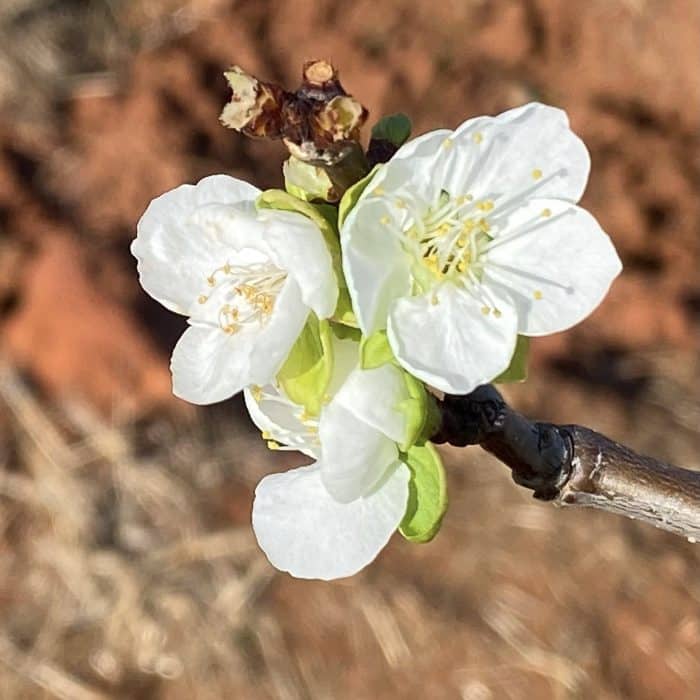 GTF Research Institute Toodyay