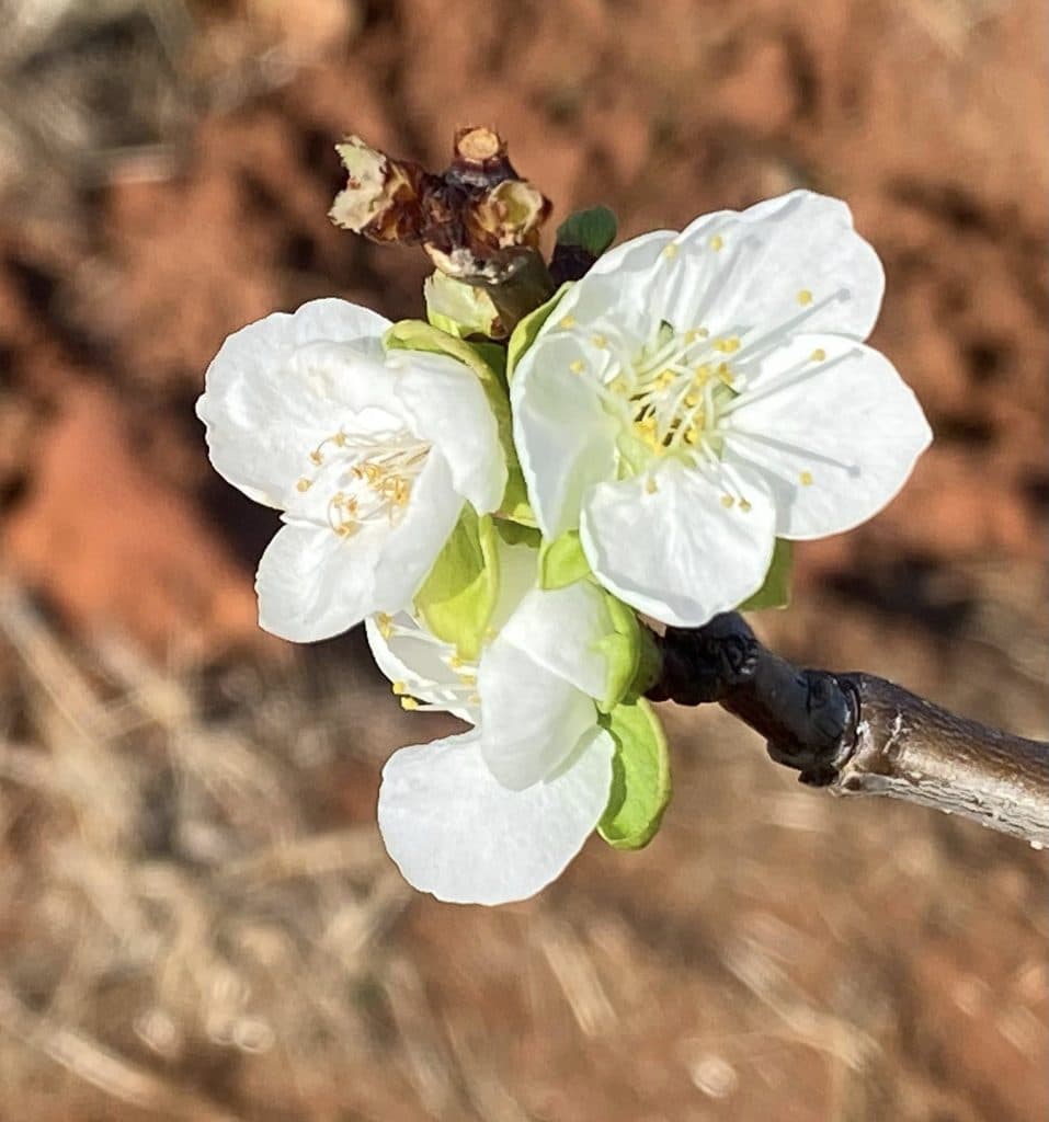 GTF Research Institute Toodyay